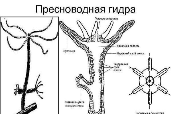 Кракен даркнет скачать