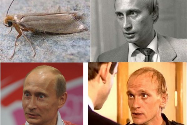 Сайты типа гидры